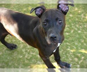American Staffordshire Terrier-Labrador Retriever Mix Dogs for adoption in Tallahassee, FL, USA