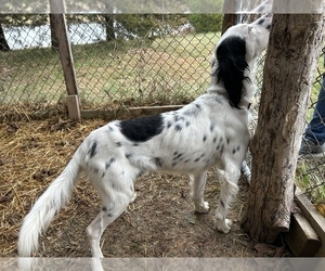 Father of the Llewellin Setter puppies born on 01/14/2023
