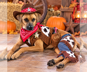 Devin - Male Mutt Dog for Adoption - Photo #5