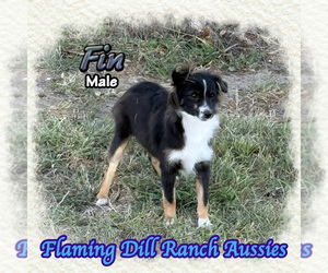 Miniature Australian Shepherd Puppy for sale in FORESTBURG, TX, USA