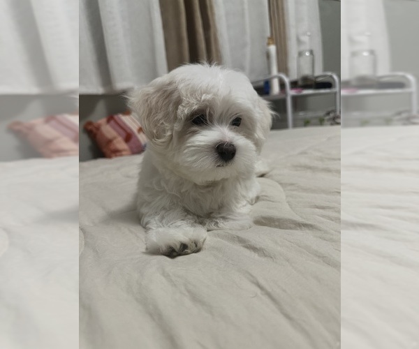 Medium Photo #3 Maltese Puppy For Sale in ONTARIO, CA, USA