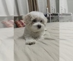 Small #2 Maltese