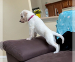 Small Photo #3 Labrador Retriever Puppy For Sale in PALM COAST, FL, USA