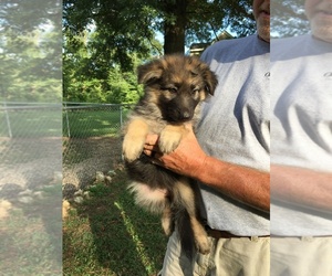 German Shepherd Dog Puppy for sale in CAPE GIRARDEAU, MO, USA