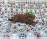 Small #5 Cavapoo