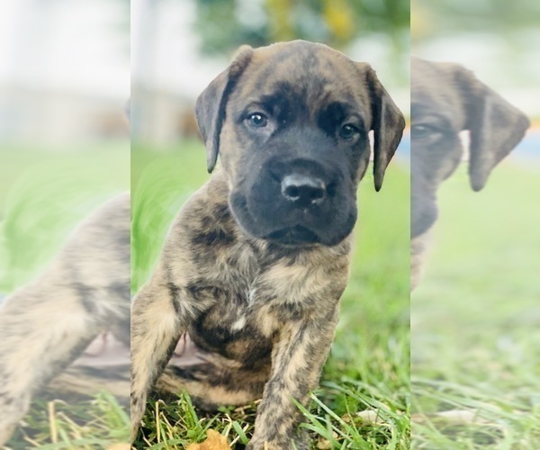 cane corso english mastiff mix for sale