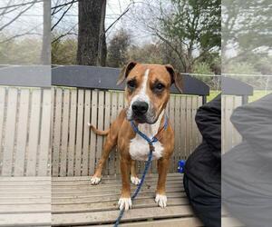 Boxer-Unknown Mix Dogs for adoption in Front Royal, VA, USA