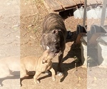 Small Photo #3 American Pit Bull Terrier-Bullypit Mix Puppy For Sale in MARBLE FALLS, AR, USA