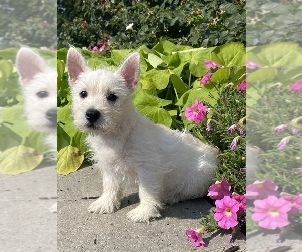 Medium Photo #5 West Highland White Terrier Puppy For Sale in CANOGA, NY, USA