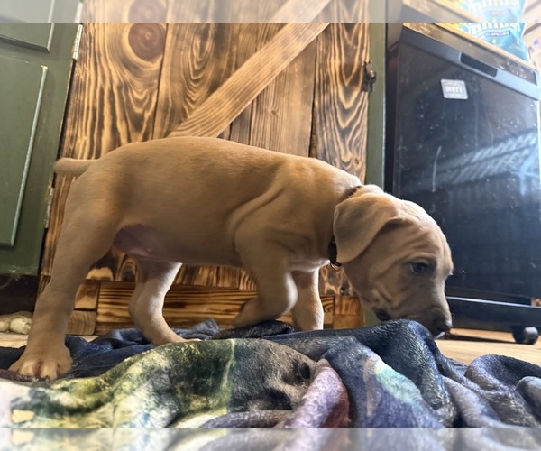Medium Photo #3 Cane Corso Puppy For Sale in HUNTINGTON, IN, USA