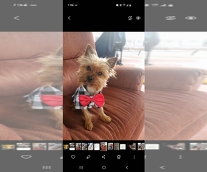 Father of the Yorkshire Terrier puppies born on 03/30/2025