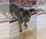 Small Photo #3 Mutt Puppy For Sale in Cuyahoga Falls , OH, USA