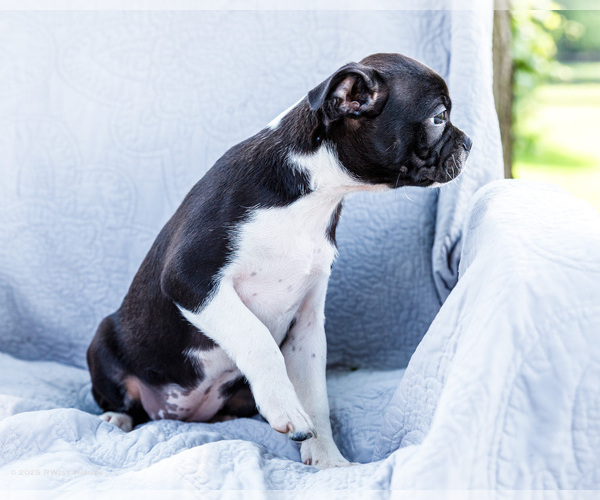Medium Photo #2 Boston Terrier Puppy For Sale in WAKARUSA, IN, USA