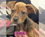 Small #2 Boxer Mix