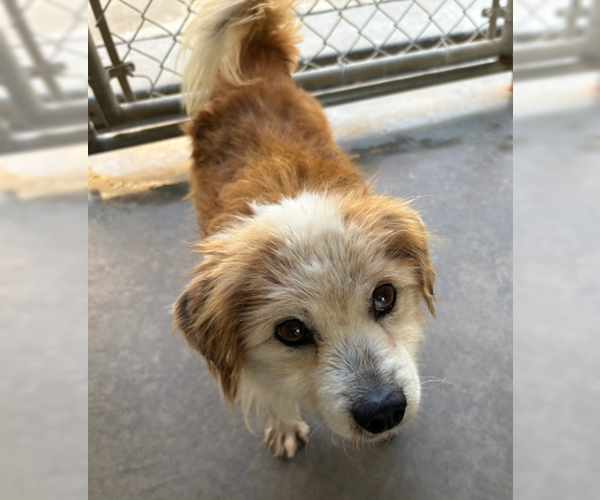 Medium Photo #2 Colonial Cocker Spaniel-Unknown Mix Puppy For Sale in Ventura, CA, USA