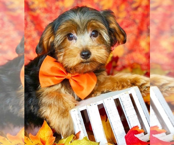 Medium Photo #1 Shorkie Tzu Puppy For Sale in LEXINGTON, KY, USA