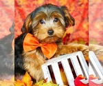 Small Photo #1 Shorkie Tzu Puppy For Sale in LEXINGTON, KY, USA