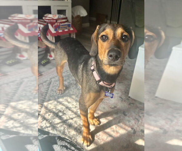 Medium Photo #3 Mutt Puppy For Sale in Springdale, PA, USA