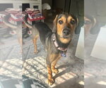 Small #2 Mutt
