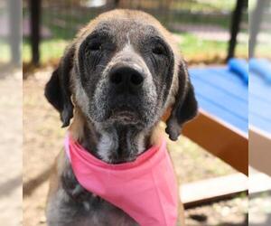 German Shepherd Dog-Unknown Mix Dogs for adoption in San Antonio, TX, USA