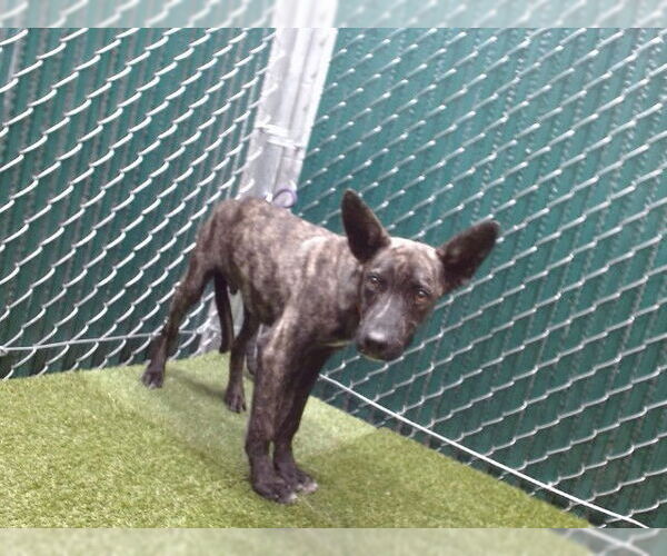 Medium Photo #1 Mutt Puppy For Sale in Downey, CA, USA