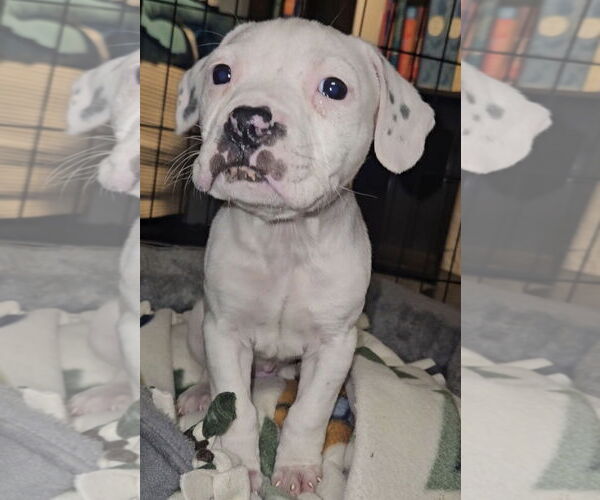 Medium Photo #1 Mutt Puppy For Sale in Clarkston, MI, USA