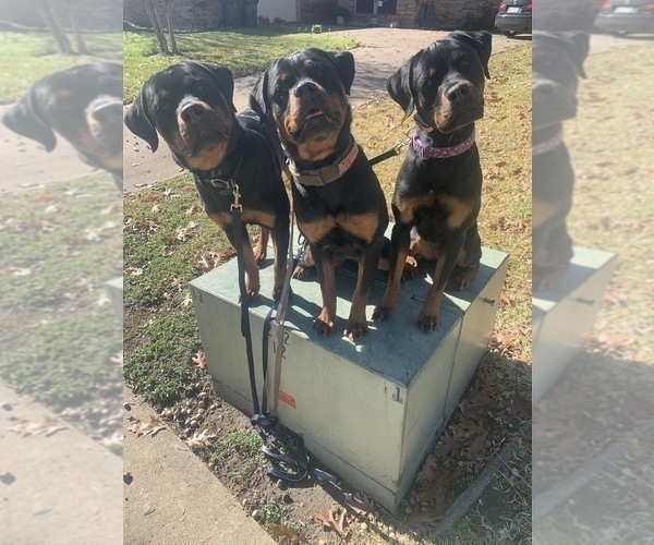 Medium Photo #30 Rottweiler Puppy For Sale in GARLAND, TX, USA