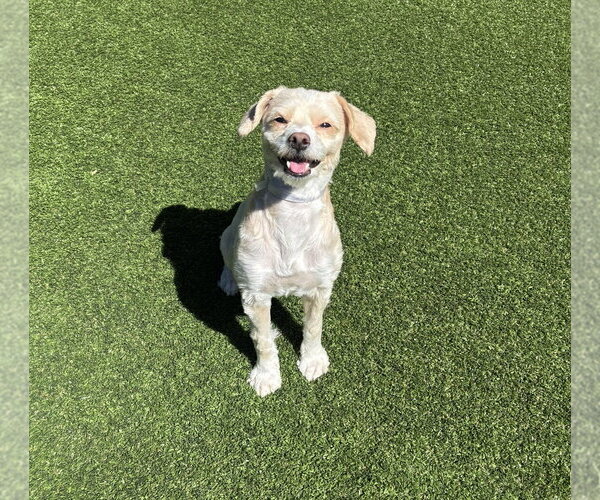 Medium Photo #2 Mutt Puppy For Sale in Salinas, CA, USA