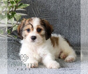 Cavachon Puppy for sale in GORDONVILLE, PA, USA