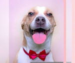 Small #3 Basenji-Retriever  Mix