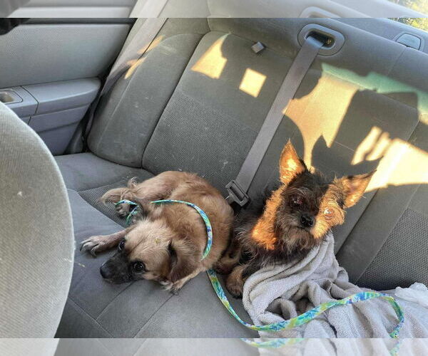 Medium Photo #6 Cairanian Puppy For Sale in Lewistown, PA, USA