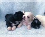 Small Photo #4 Pekingese Puppy For Sale in PHOENIX, AZ, USA
