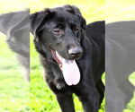 Small #1 Labrador Retriever