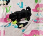 Puppy Edwina Shorkie Tzu-Zuchon Mix