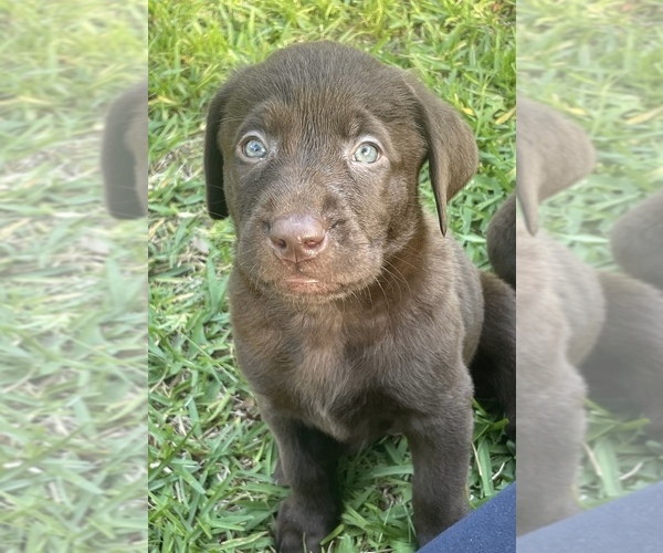 Medium Photo #5 Labrador Retriever Puppy For Sale in ALDERPOINT, CA, USA