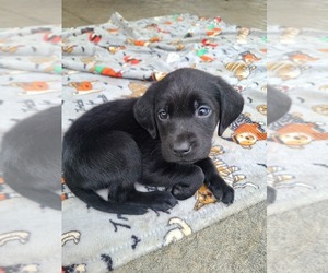 Labrador Retriever Puppy for sale in OLEY, PA, USA