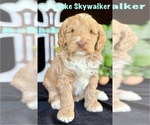 Puppy Luke Skywalker Australian Labradoodle