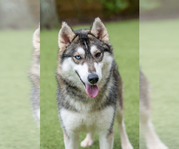 Medium Photo #2 Siberian Husky-Unknown Mix Puppy For Sale in Hilton Head, SC, USA