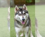Small #1 Siberian Husky Mix