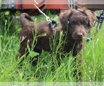 Puppy 3 Miniature American Shepherd-Poodle (Miniature) Mix
