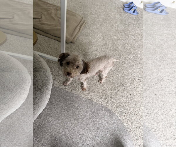 Medium Photo #5 Poodle (Miniature) Puppy For Sale in Holly Springs, NC, USA