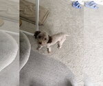 Small #4 Poodle (Miniature)