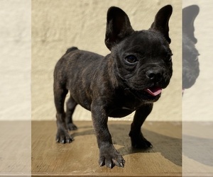 French Bulldog Puppy for sale in MORENO VALLEY, CA, USA