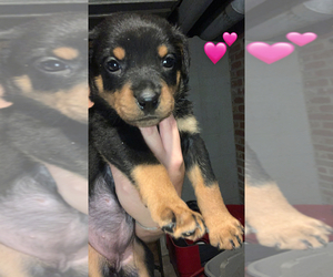 Rottweiler Puppy for sale in ELMWOOD, IL, USA