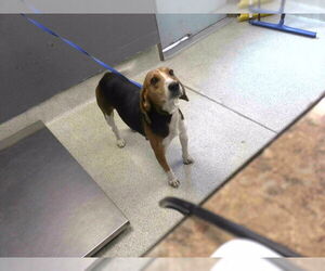 Beagle-Unknown Mix Dogs for adoption in Tallahassee, FL, USA