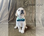 Small Photo #27 Labrador Retriever Puppy For Sale in MURRIETA, CA, USA