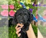 Small #5 Cavapoo (Miniature)