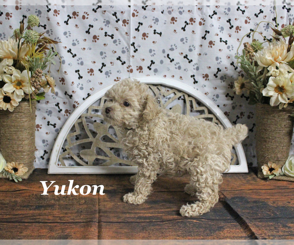 Medium Photo #15 Poodle (Toy) Puppy For Sale in CHANUTE, KS, USA