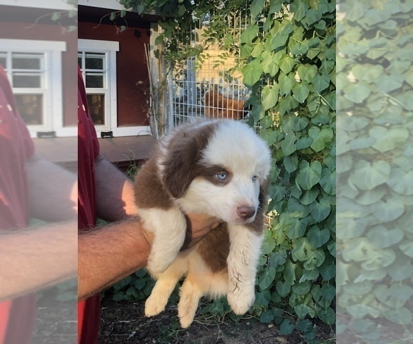 Medium Photo #3 Australian Shepherd Puppy For Sale in COULTERVILLE, CA, USA