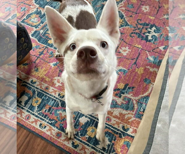 Medium Photo #2 Australian Shepherd-Unknown Mix Puppy For Sale in Aurora, IN, USA